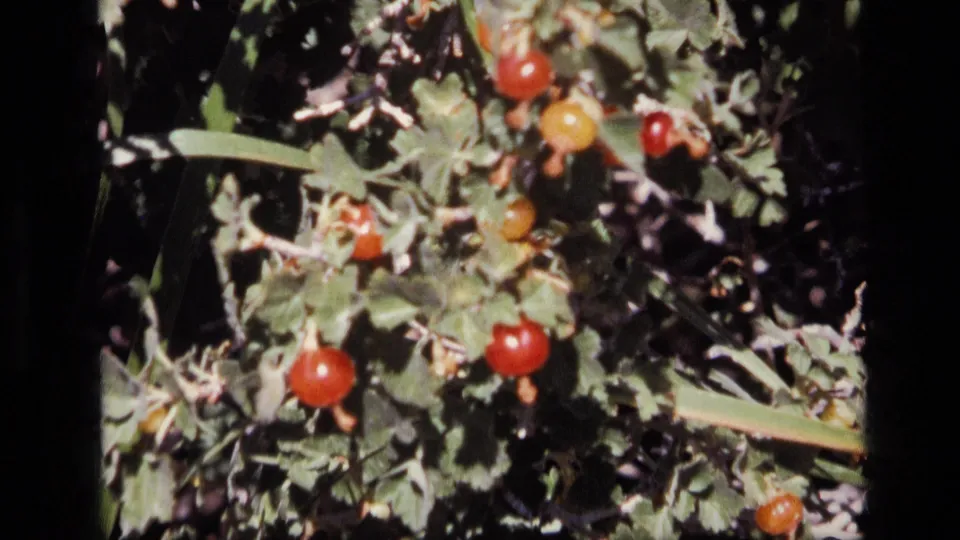Close 1972 Idaho home-movie view of red berries on a leafy bush, with soft focus and deep shadows behind the plant.