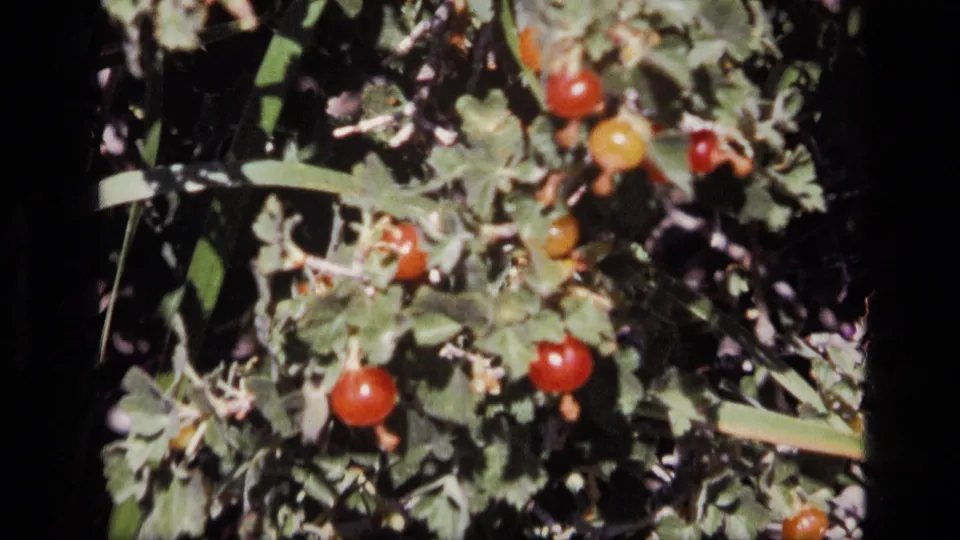 1972 Idaho 8mm frame with red and pale yellow berries among green leaves, caught in a soft handheld close-up.