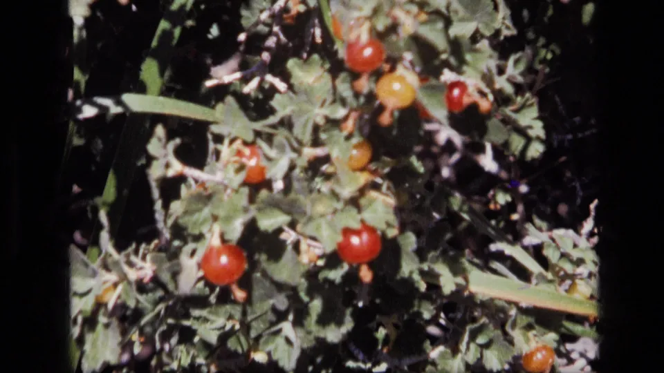 Final 1972 Idaho frame showing red and yellow berries on a green bush, with dappled sunlight and film grain visible.