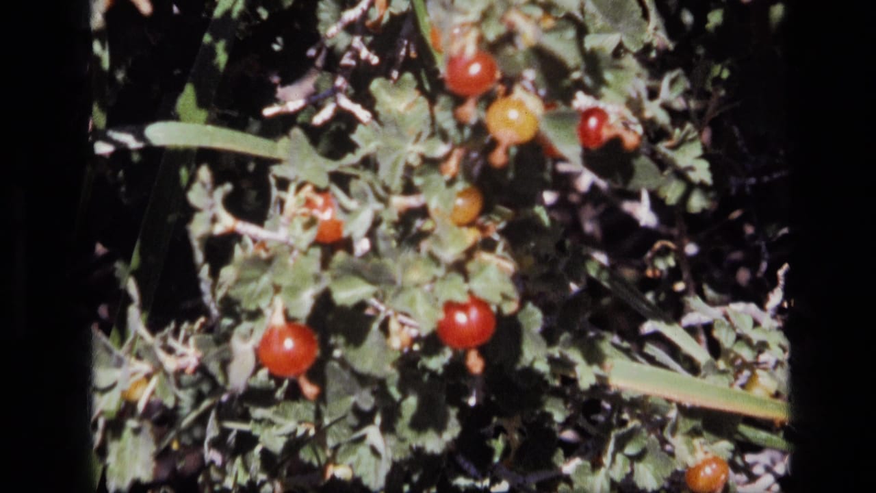 Close view of red and yellow berries among green leaves.