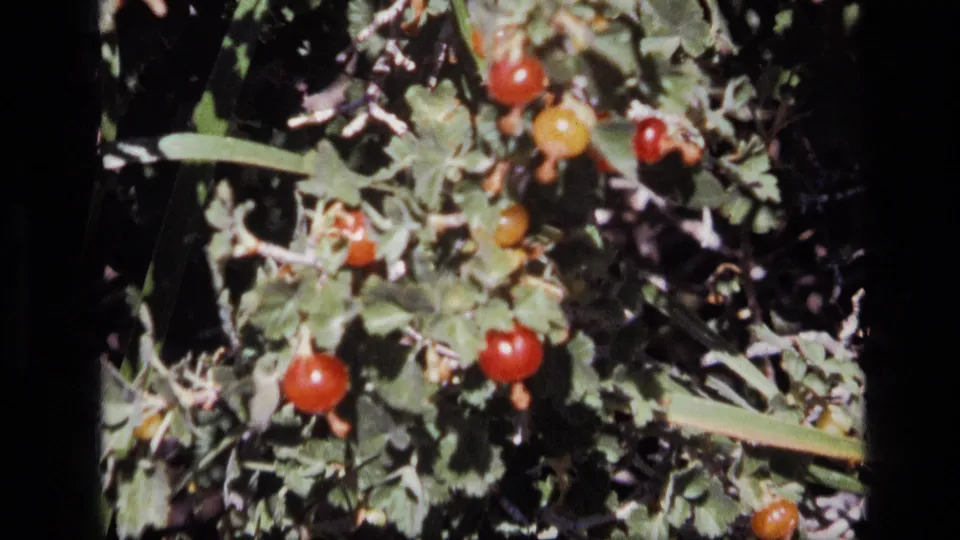 1972 Idaho 8mm frame showing clusters of red and yellow berries growing among sunlit green foliage.