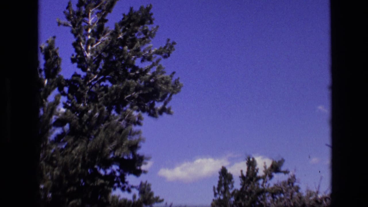 Evergreen tree branches beside a deep blue sky with a small light cloud.