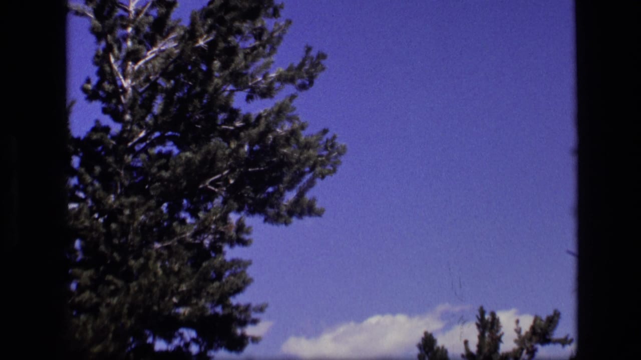 Tall evergreen top against blue sky with low light clouds near the horizon.