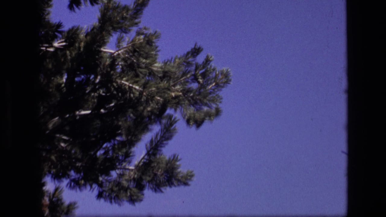 Pine branch entering from the upper left against a blue sky with dark film borders.