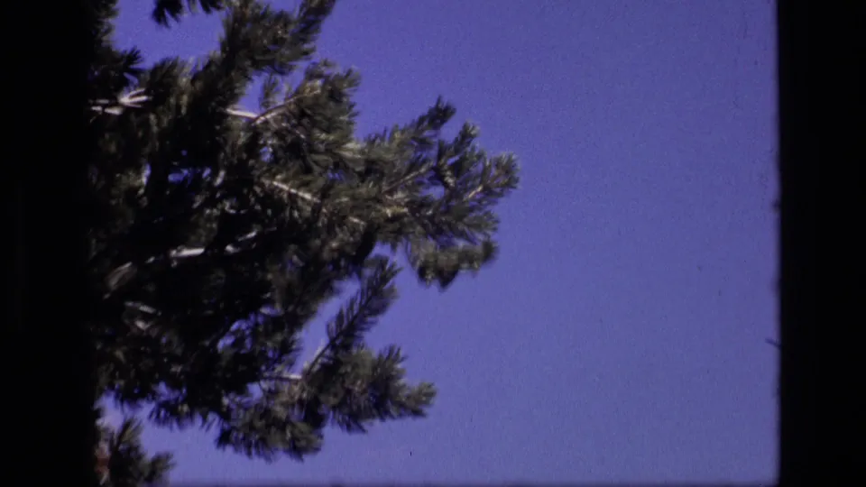 1972 Idaho 8mm frame showing pine needles and branches against a saturated blue sky with visible film edges.