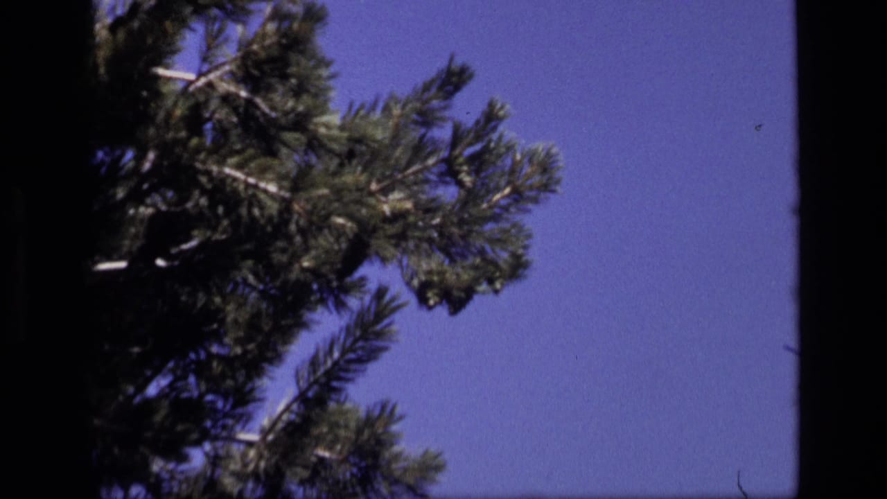 1972 Idaho 8mm frame with a pine branch crossing the upper frame against a clear blue sky and black gate edges.