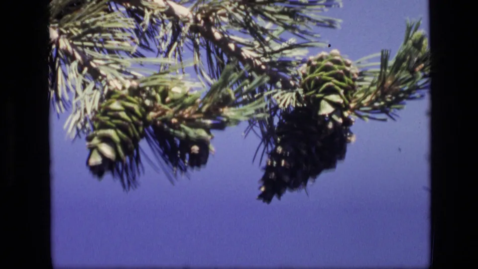 1972 Idaho 8mm frame showing pine needles and small cones hanging across the frame against blue sky.