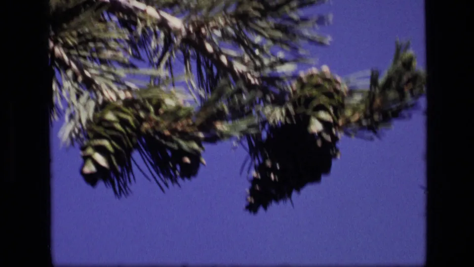 1972 Idaho 8mm frame of pine cones and needles moving across a saturated blue sky within dark film edges.