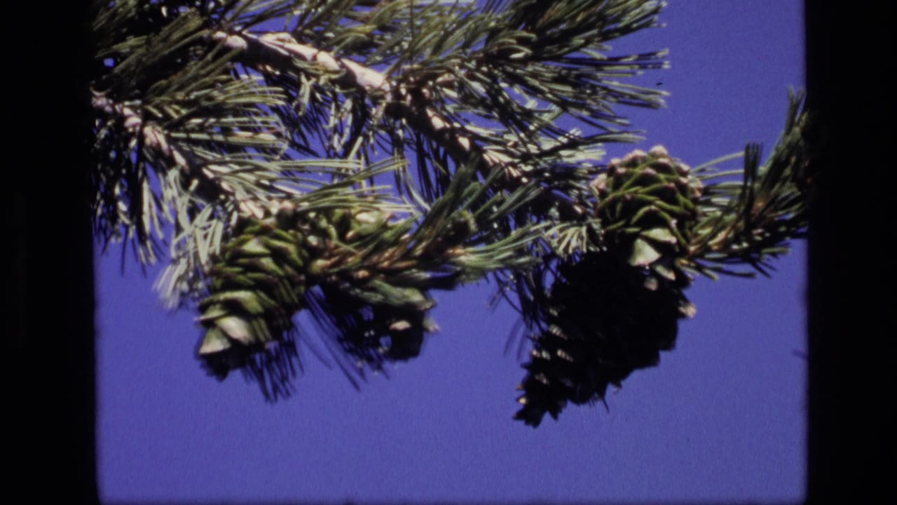 1972 Idaho 8mm frame showing a pine branch with green needles and developing cones against a clear blue sky.