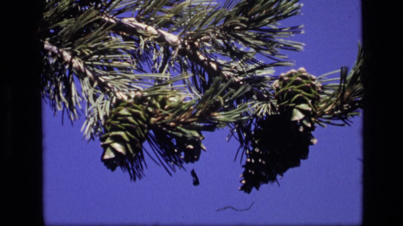 1972 Idaho 8mm frame with clustered pine cones and needles silhouetted partly against a saturated blue sky.