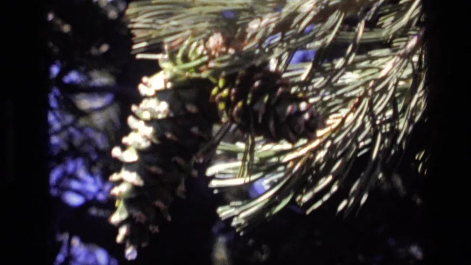 1972 Idaho 8mm frame showing pine cones and needles in close-up against shadowed trees.