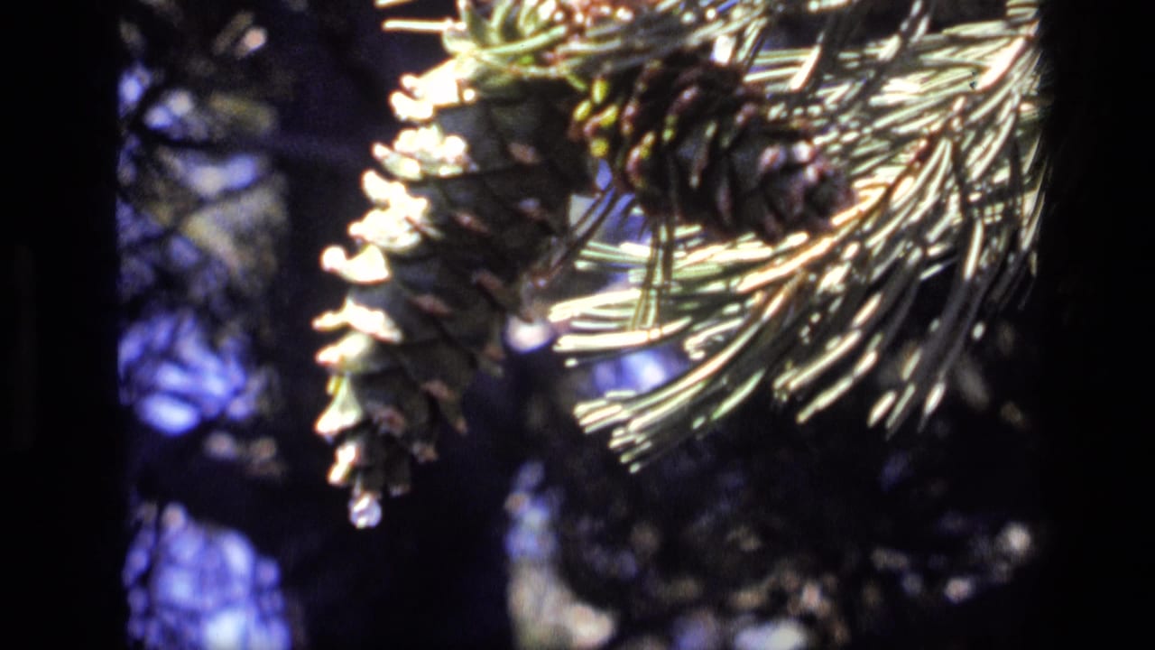 Close 8mm view of pine cones and needles in Idaho, with dark trees and blue-purple shadows behind them.