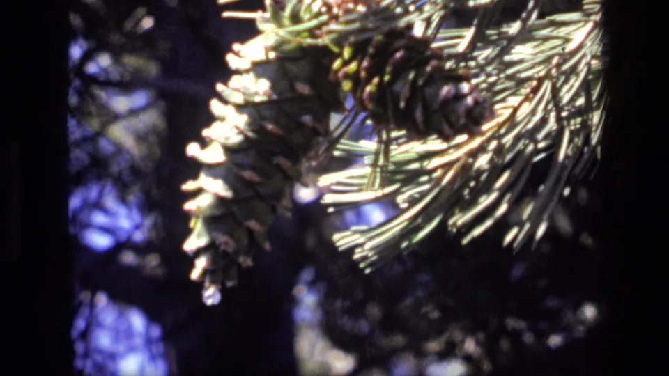 Close 8mm view of pine cones and needles in Idaho, with dark trees and blue-purple shadows behind them.