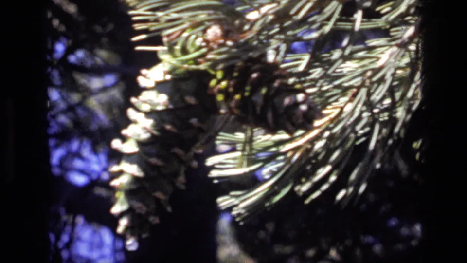 1972 Idaho home-movie frame of pine cones and needles swaying in a close, grainy 8mm shot.