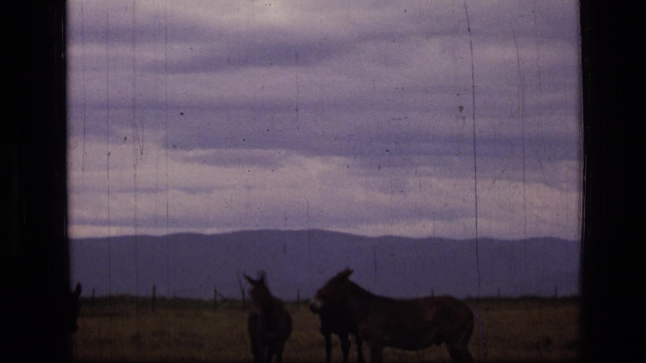1973 8mm home-movie frame from Scapegoat Wilderness showing two donkeys silhouetted on open Montana grassland below a clouded sky.