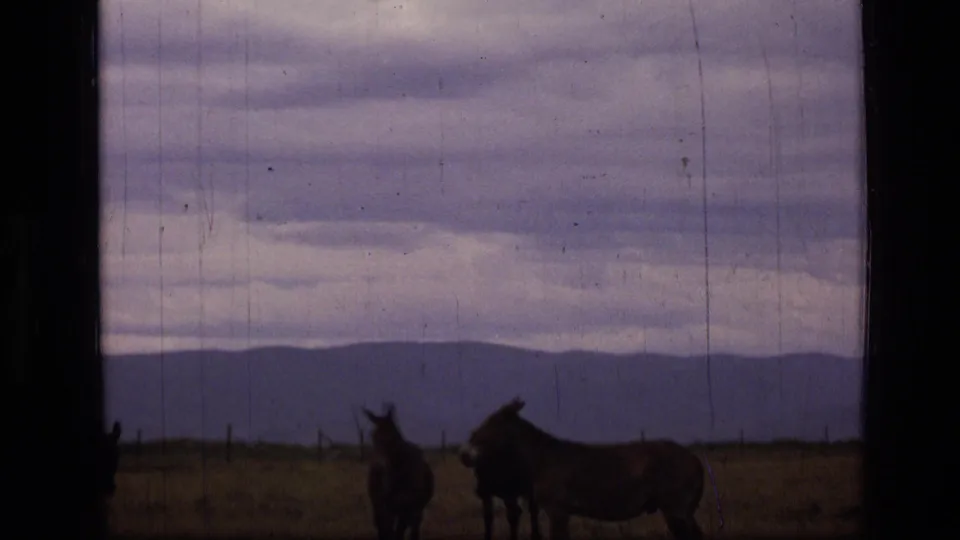 1973 8mm home-movie frame from Scapegoat Wilderness showing two donkeys silhouetted on open Montana grassland below a clouded sky.