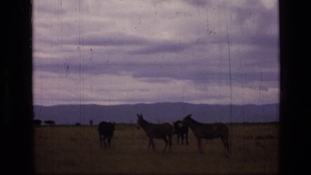1973 Scapegoat Wilderness frame showing a small group of donkeys in open Montana land under an overcast sky.