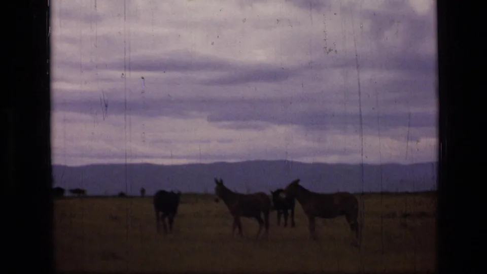 1973 Scapegoat Wilderness frame showing a small group of donkeys in open Montana land under an overcast sky.