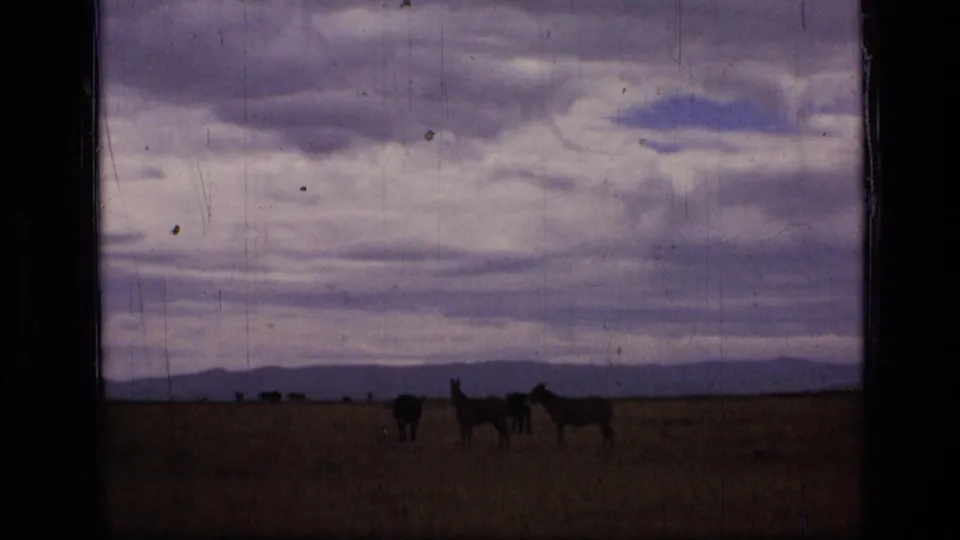 Wide 1973 8mm view of donkeys scattered across Scapegoat Wilderness grassland, with mountains and layered clouds behind them.