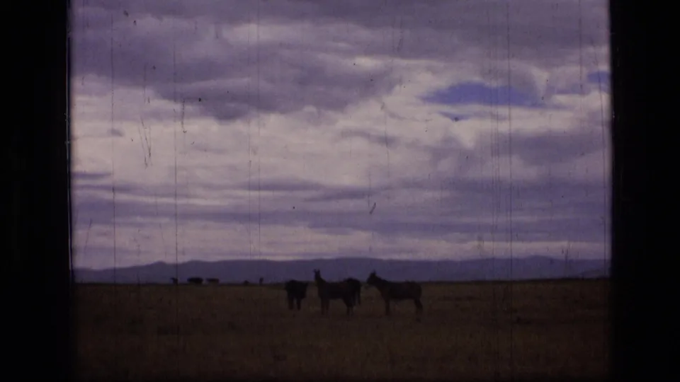 Final 1973 8mm frame of donkeys standing in the Scapegoat Wilderness plain, framed by a low mountain horizon and expansive cloud cover.