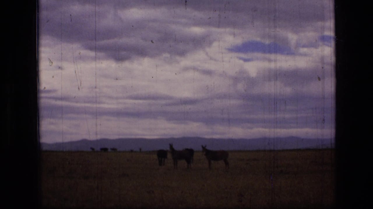 Horses grazing on a dark open plain beneath a cloudy sky and distant low mountains.