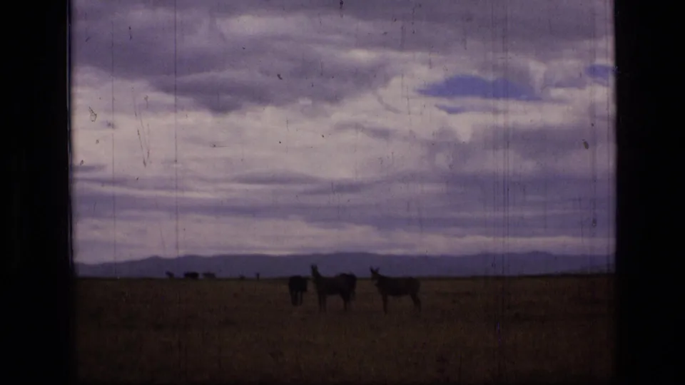 1973 8mm Montana wilderness view with several horses grazing on an open plain under a layered cloudy sky.