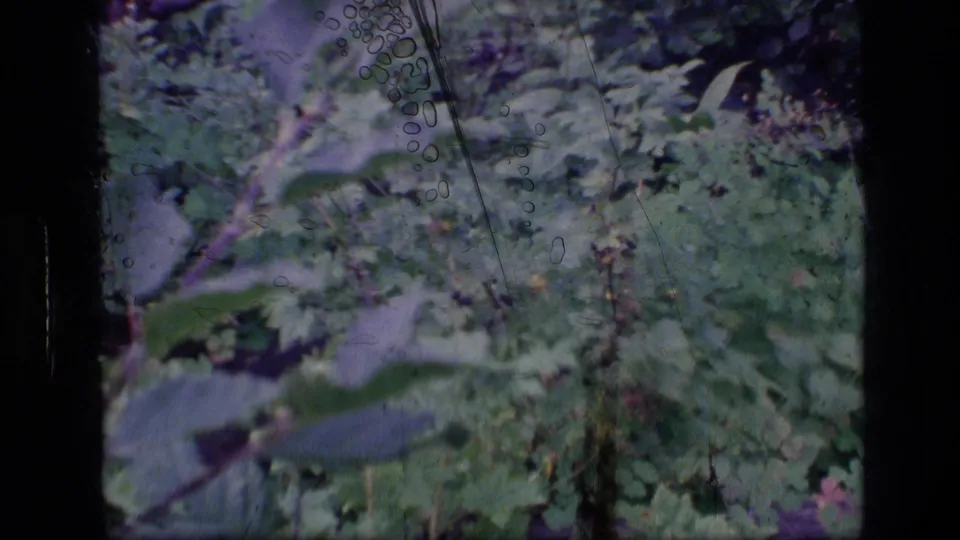 A close handheld 8mm view shows leafy undergrowth and clusters of dark berries in the Scapegoat Wilderness forest setting.