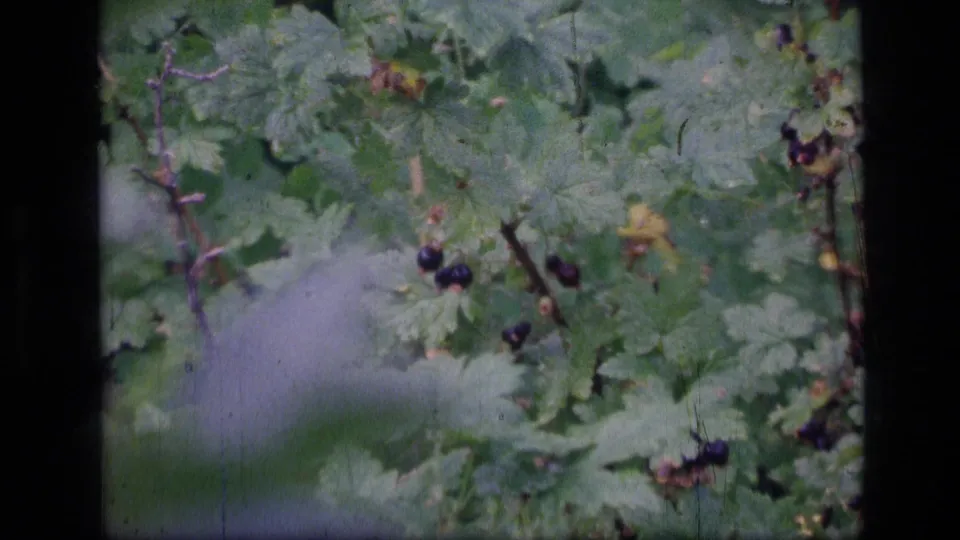 A close-up cutaway in the 1973 Montana wilderness footage shows dark berries on leafy branches, with soft focus and visible 8mm film texture.