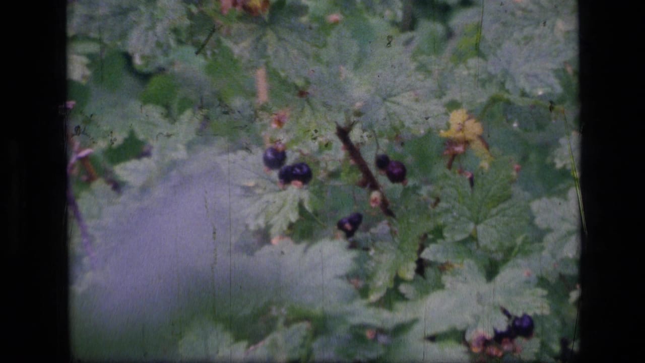 Close view of dark berries among green leaves and thin branches.