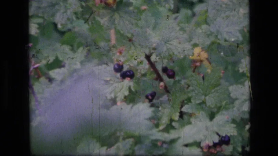 1973 8mm Montana wilderness footage shows dark berries clustered among broad green leaves and woody stems.