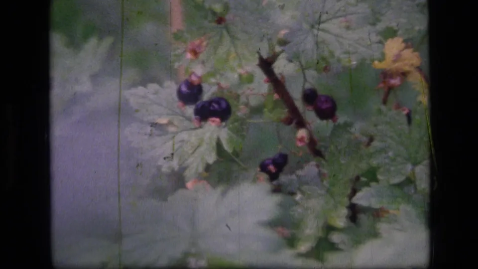 Close 8mm view of ripe dark berries and pale green leaves in the Scapegoat Wilderness, Montana footage.
