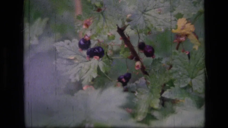 Handheld 1973 8mm close-up shows dark berries on a leafy branch in dense Montana wilderness vegetation.