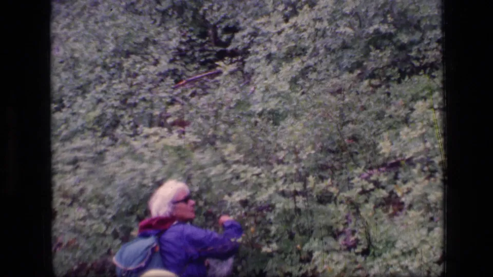 In Scapegoat Wilderness footage from 1973, a grey-haired woman wearing glasses and a purple jacket reaches into thick greenery.