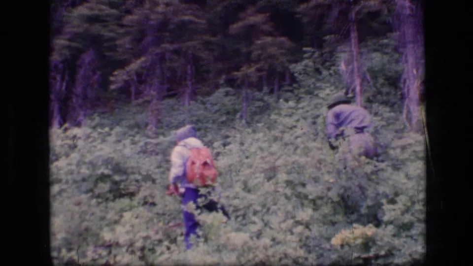 A red-backpack wearer moves through thick Scapegoat Wilderness vegetation as another adult searches in the woods.