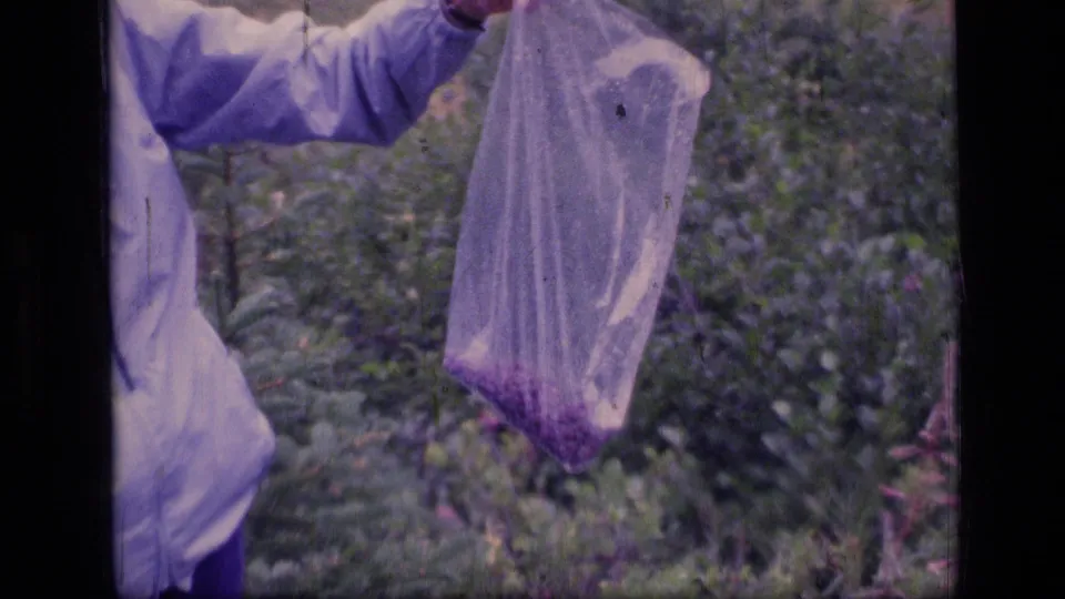 A close view shows the hiker's light jacket sleeve and a clear plastic bag containing dark purple berries in Montana greenery.