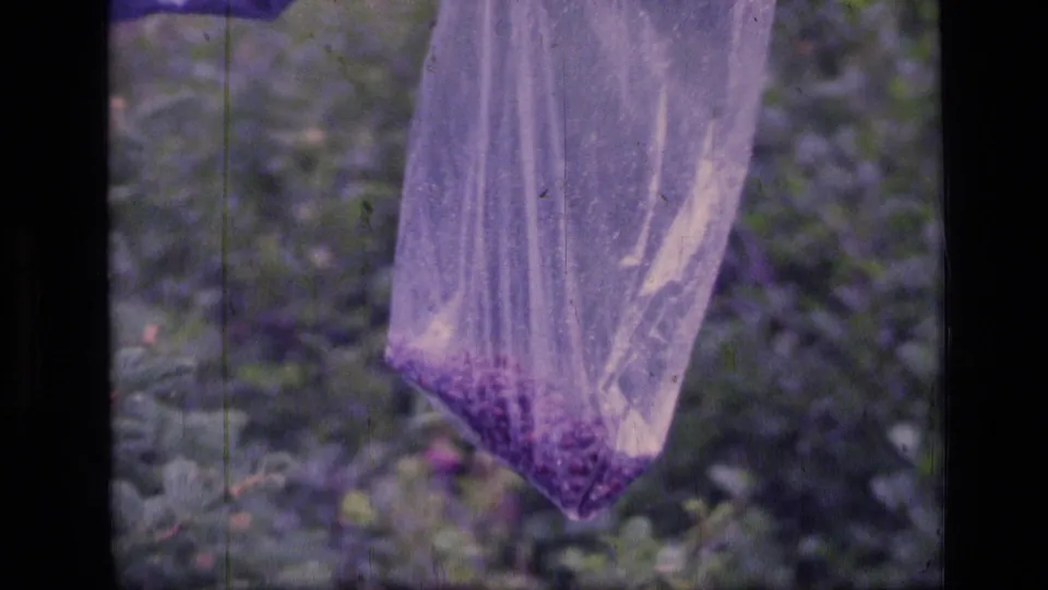 The 8mm frame isolates the clear berry bag, with dark fruit gathered at the bottom against blurred wilderness plants.