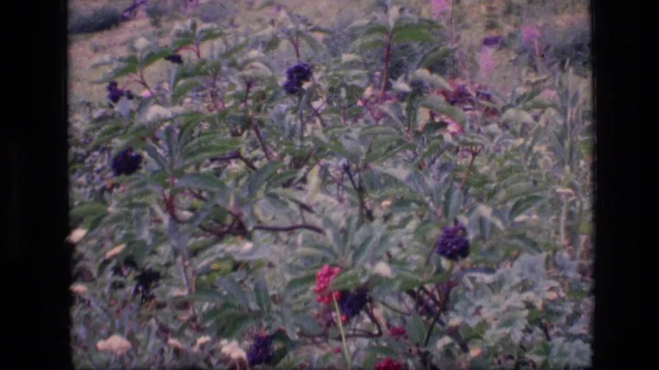 Leafy berry bushes fill the frame in Scapegoat Wilderness, with dark berries and small flowers visible in the 8mm footage.