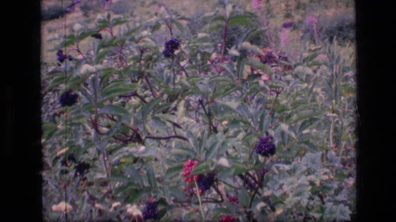Close view of green leaves with dark purple and red berries among wild grasses.