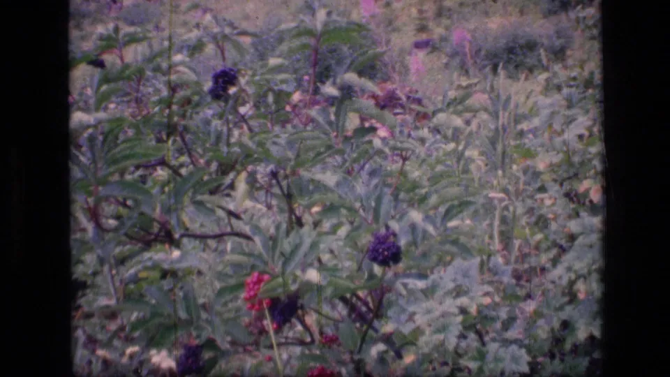 Close 8mm view of Montana wilderness berry plants, with purple clusters set against pale grasses and soft foliage.