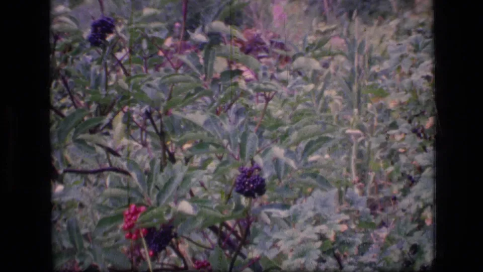 1973 Scapegoat Wilderness frame showing a closer angle on leafy stems with purple berries and a red berry cluster.