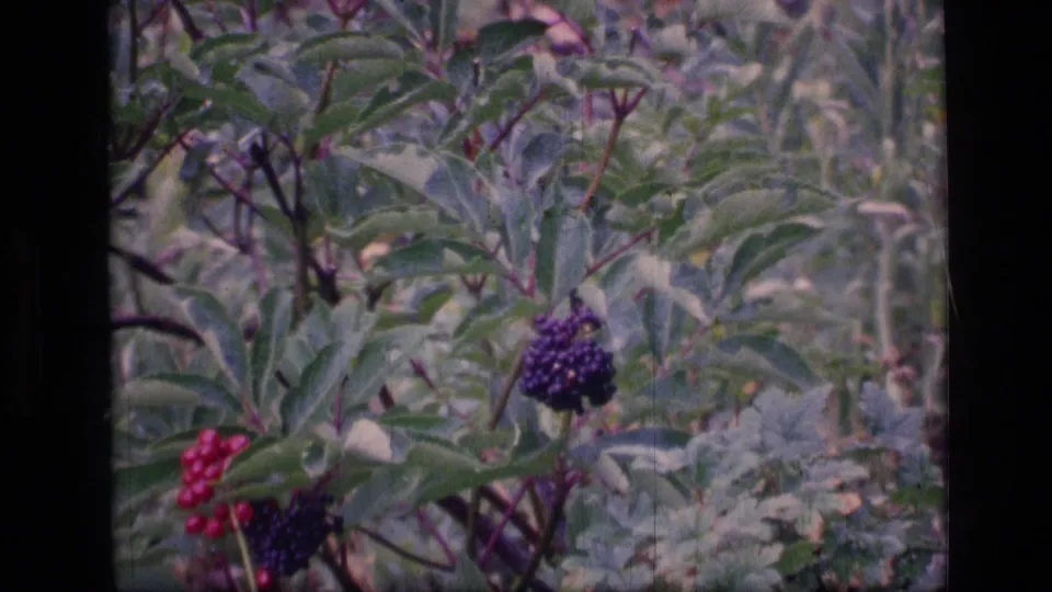 Final 8mm frame from the Montana wilderness clip, focused on berry clusters and broad leaves with grasses behind.