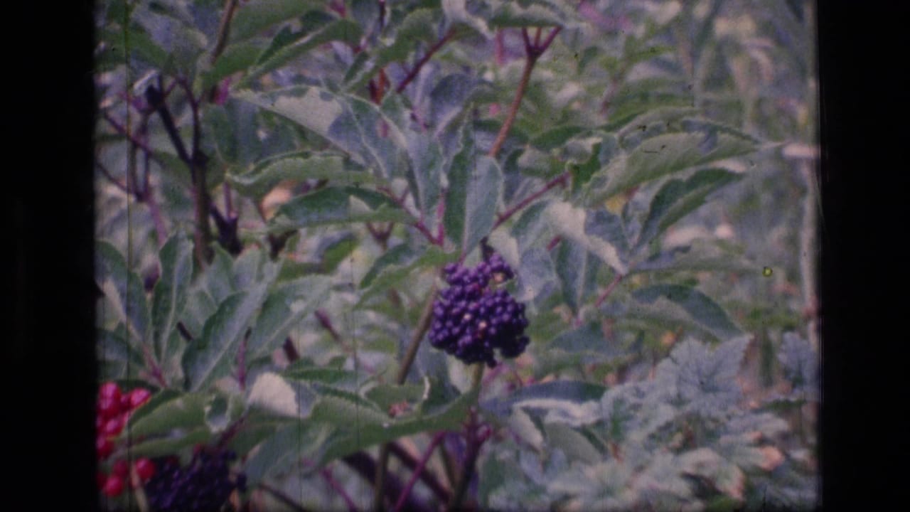 1973 8mm Montana wilderness frame showing a purple berry cluster among leafy green shrub branches.