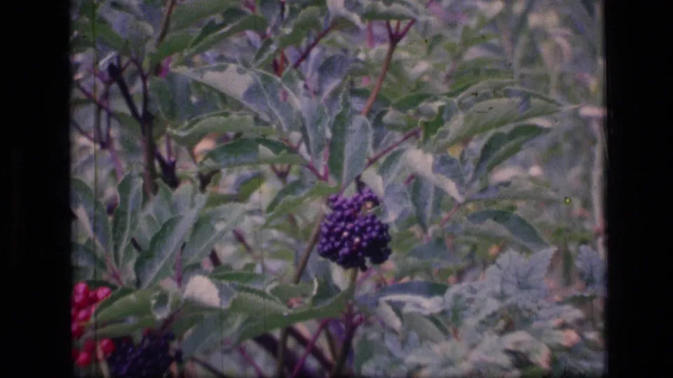 1973 8mm Montana wilderness frame showing a purple berry cluster among leafy green shrub branches.