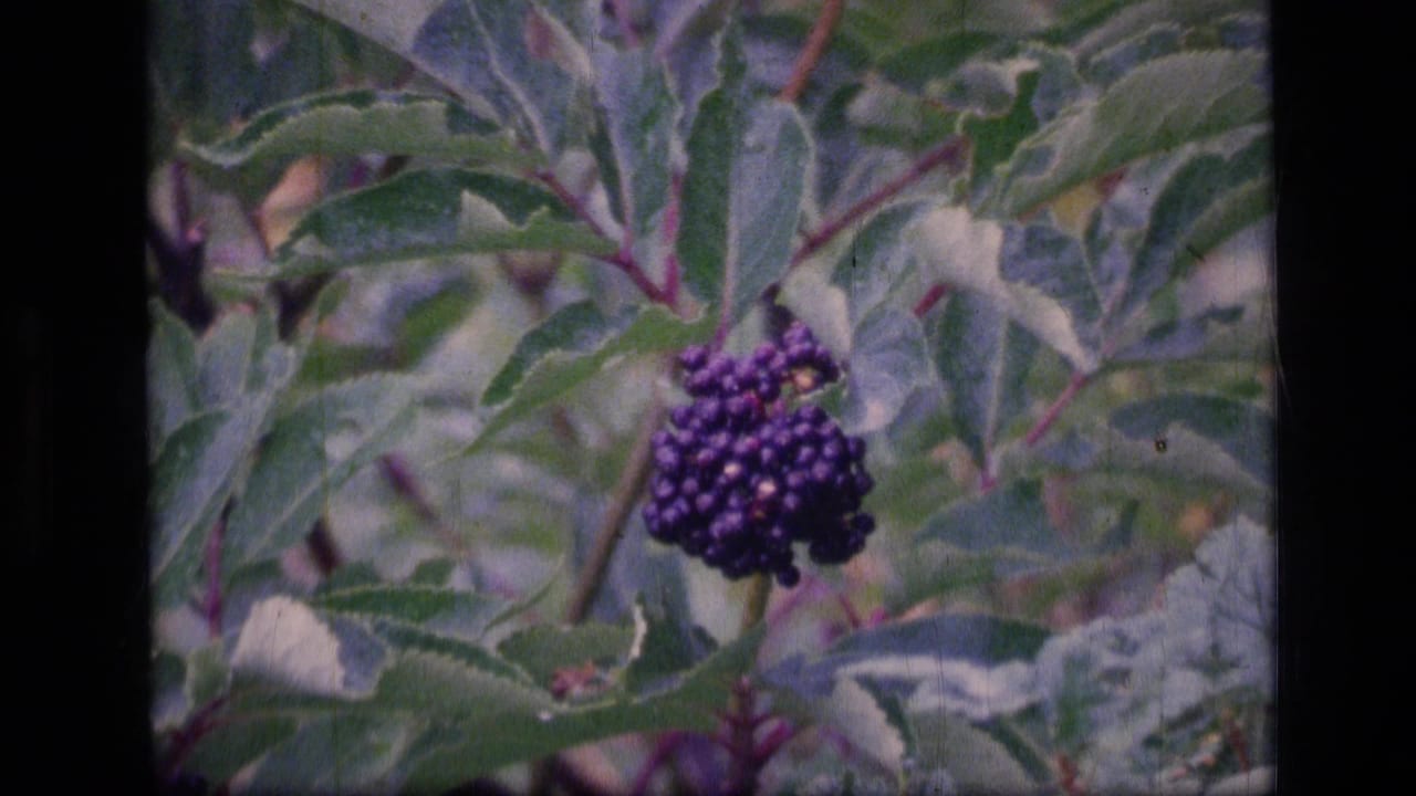 Close 8mm frame of purple berries on a leafy shrub in Scapegoat Wilderness, Montana, supported by clip metadata.
