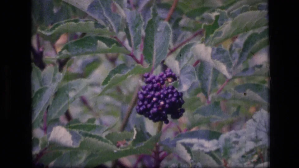 Close 8mm frame of purple berries on a leafy shrub in Scapegoat Wilderness, Montana, supported by clip metadata.