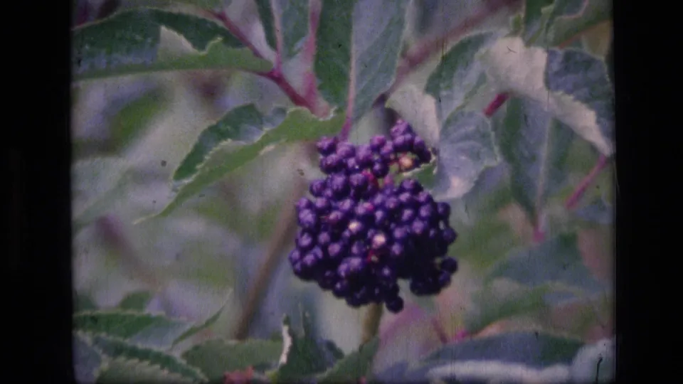 A tighter 1973 home-movie view of dark purple berries hanging below green leaves in Montana wilderness foliage.
