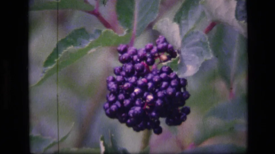 Final 8mm frame shows a larger purple berry cluster beside green leaves, with grain and soft home-movie color.
