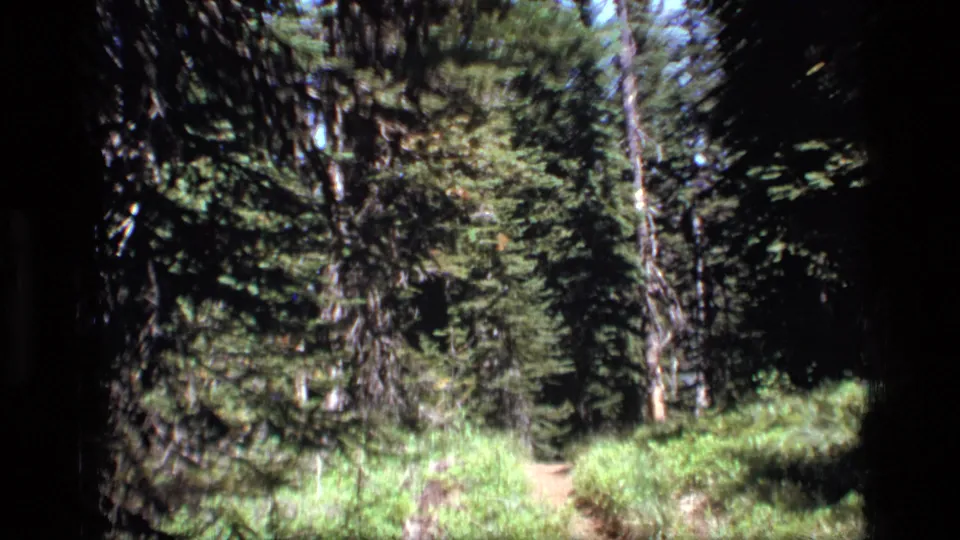 1973 8mm view of a narrow forest path in Scapegoat Wilderness, Montana, with grass and dense evergreens.