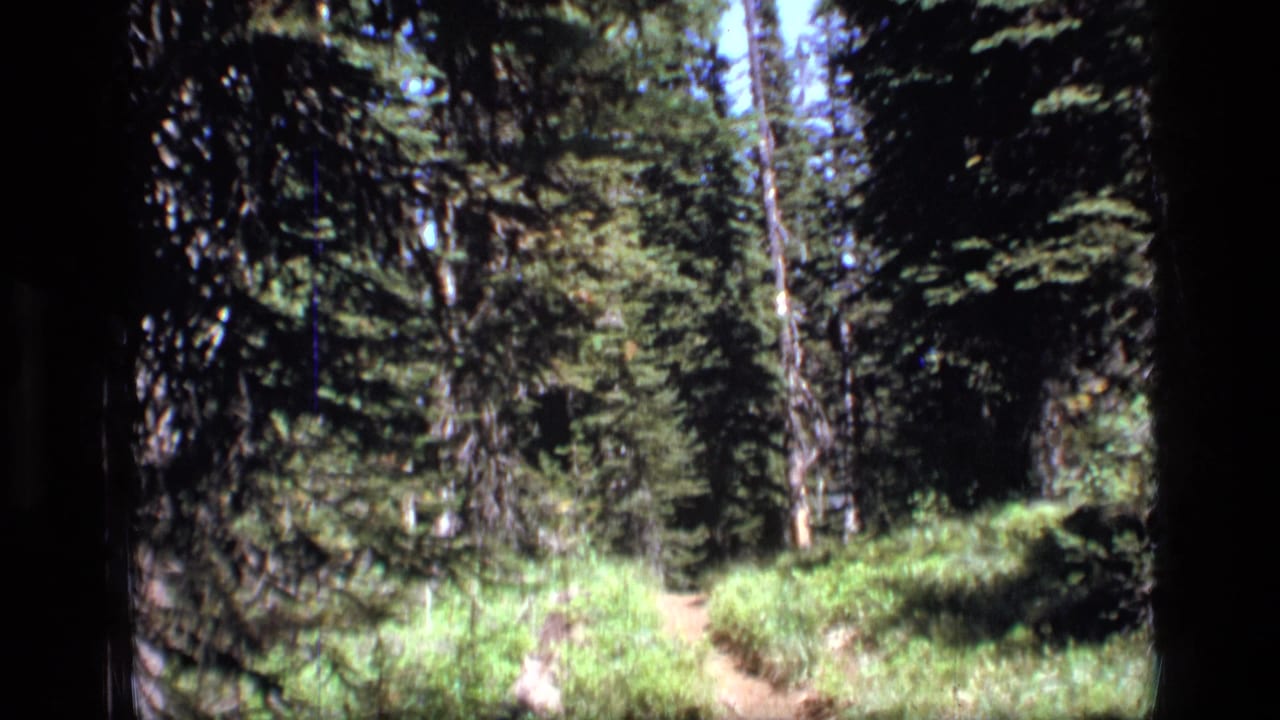 Evergreen forest with a narrow dirt trail winding through bright undergrowth.
