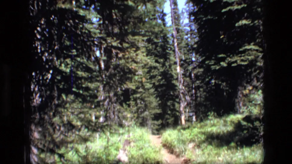 1973 Scapegoat Wilderness home-movie frame showing a narrow forest trail among tall evergreens and sunlit ground cover.